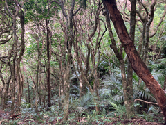 Dysoxylum spectabile