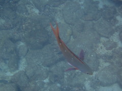 Cephalopholis colonus