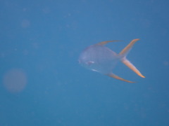 Trachinotus rhodopus