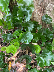 Hymenophyllum nephrophyllum