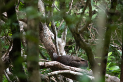 Nestor meridionalis septentrionalis