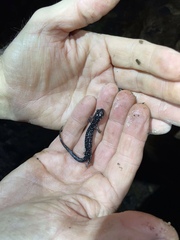 Plethodon albagula