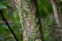 Metrosideros perforata