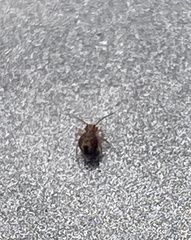 Dicyrtomina ornata