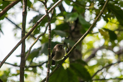 Anthornis melanura
