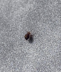 Dicyrtomina ornata