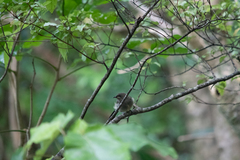Anthornis melanura