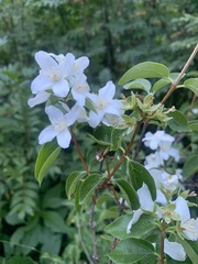 Philadelphus lewisii