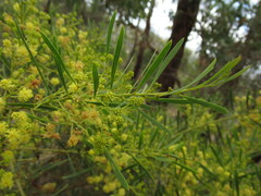 Acacia rupicola
