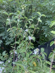 Philadelphus lewisii