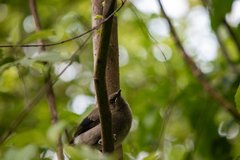 Anthornis melanura