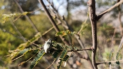 Ericydeus viridans