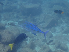 Caranx melampygus