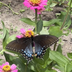 Papilio glaucus