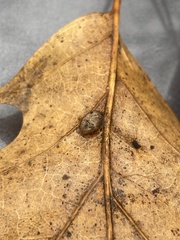 Macrodiplosis majalis