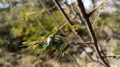 Ericydeus viridans