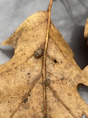 Macrodiplosis majalis