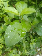 Alagoasa trifasciata