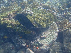 Acanthurus xanthopterus