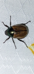 Anomala testaceipennis
