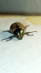 Anomala testaceipennis