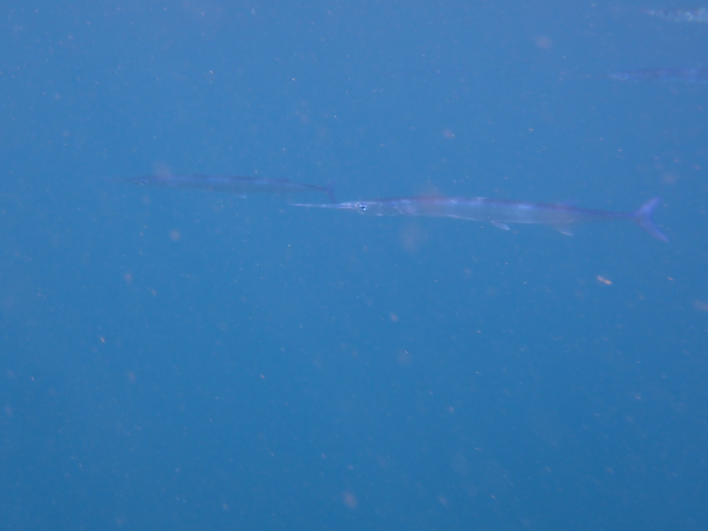 Pacific agujon