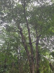 Brosimum alicastrum