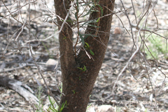 Myoporum platycarpum