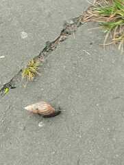 Lissachatina fulica