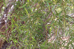 Myoporum platycarpum
