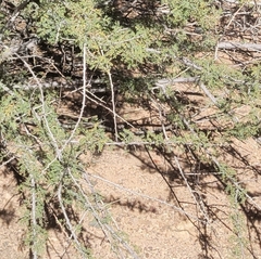Vachellia constricta