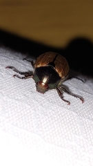 Anomala testaceipennis