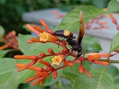 Polistes sagittarius