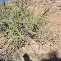 Vachellia constricta