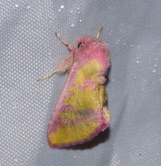 Psectrotarsia suavis