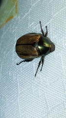 Anomala testaceipennis