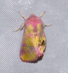 Psectrotarsia suavis