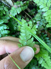 Blechnum filiforme