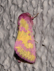 Psectrotarsia suavis