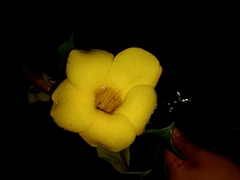 Allamanda cathartica