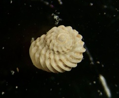 Pseudoliotia axialis