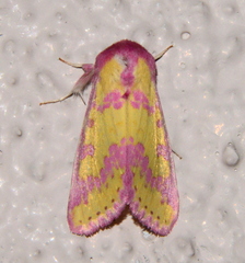 Psectrotarsia suavis