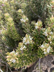 Planocarpa petiolaris