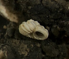 Pseudoliotia axialis