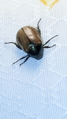 Anomala testaceipennis