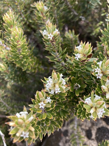 Planocarpa petiolaris, photograph 5