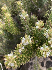 Planocarpa petiolaris