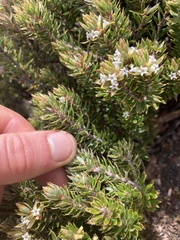 Planocarpa petiolaris