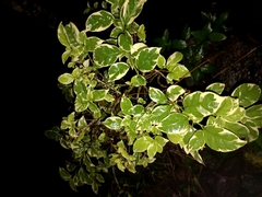 Bougainvillea glabra