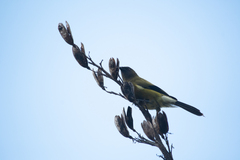 Anthornis melanura